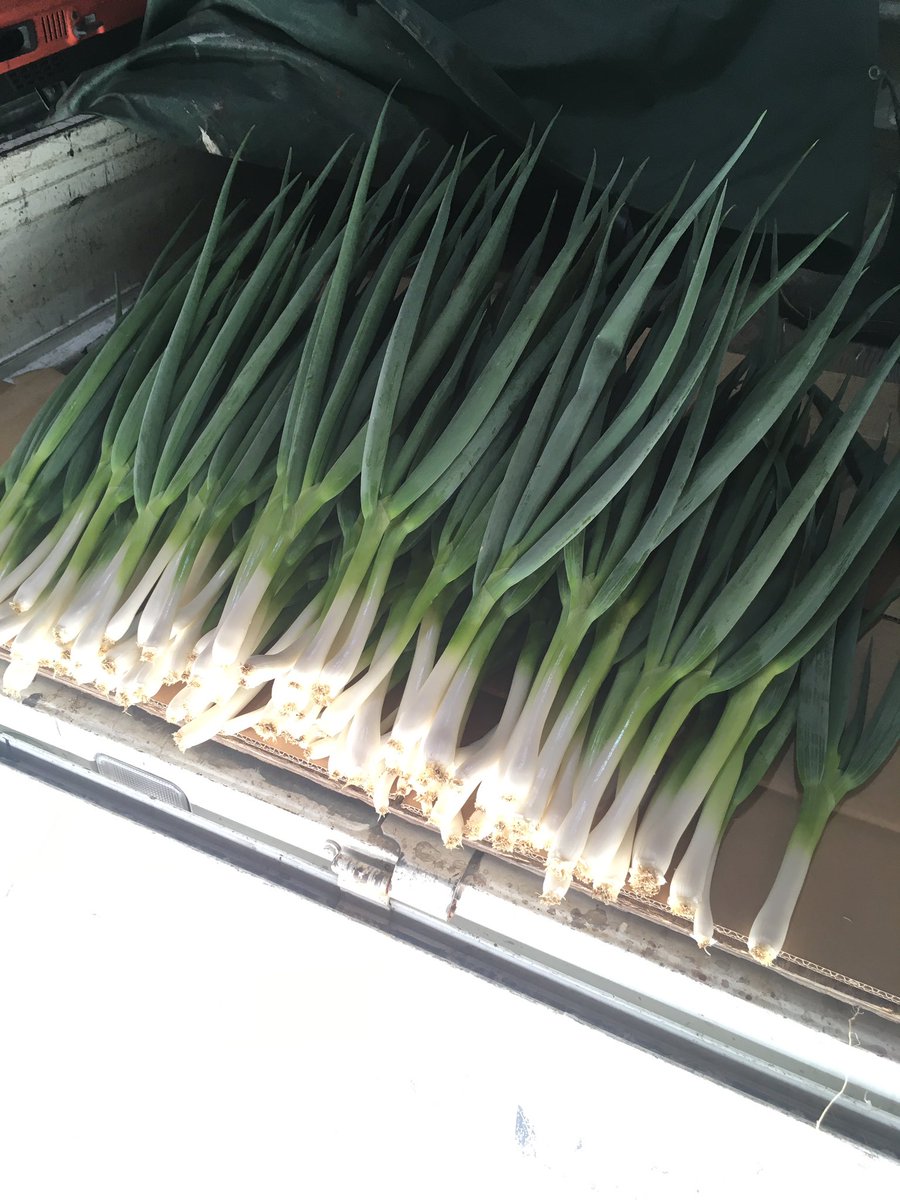 ネギ栽培 Twitter Search