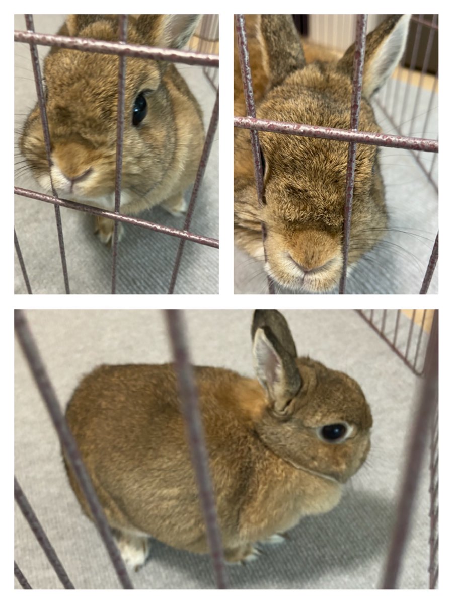ウサチャン、今日はジュラシックワールドなんじゃよ〜☺️ 