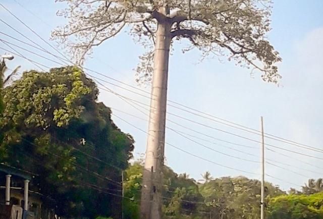 EstrellaOnline's tweet photo. LLAMADO | Ecologistas piden no se derribe árbol centenario en Panamá Oeste https://t.co/jXKiIgcSA9 https://t.co/8rgJVd9cdf
