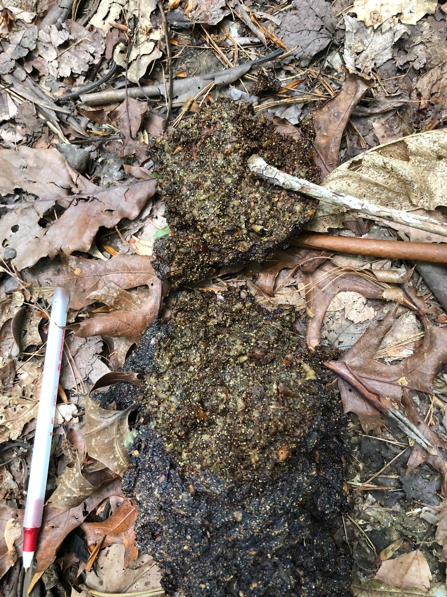 HeatherLMont's tweet photo. #WhoGivesaPoop? Smoky Mountain bears do. https://t.co/IfieIvolpZ