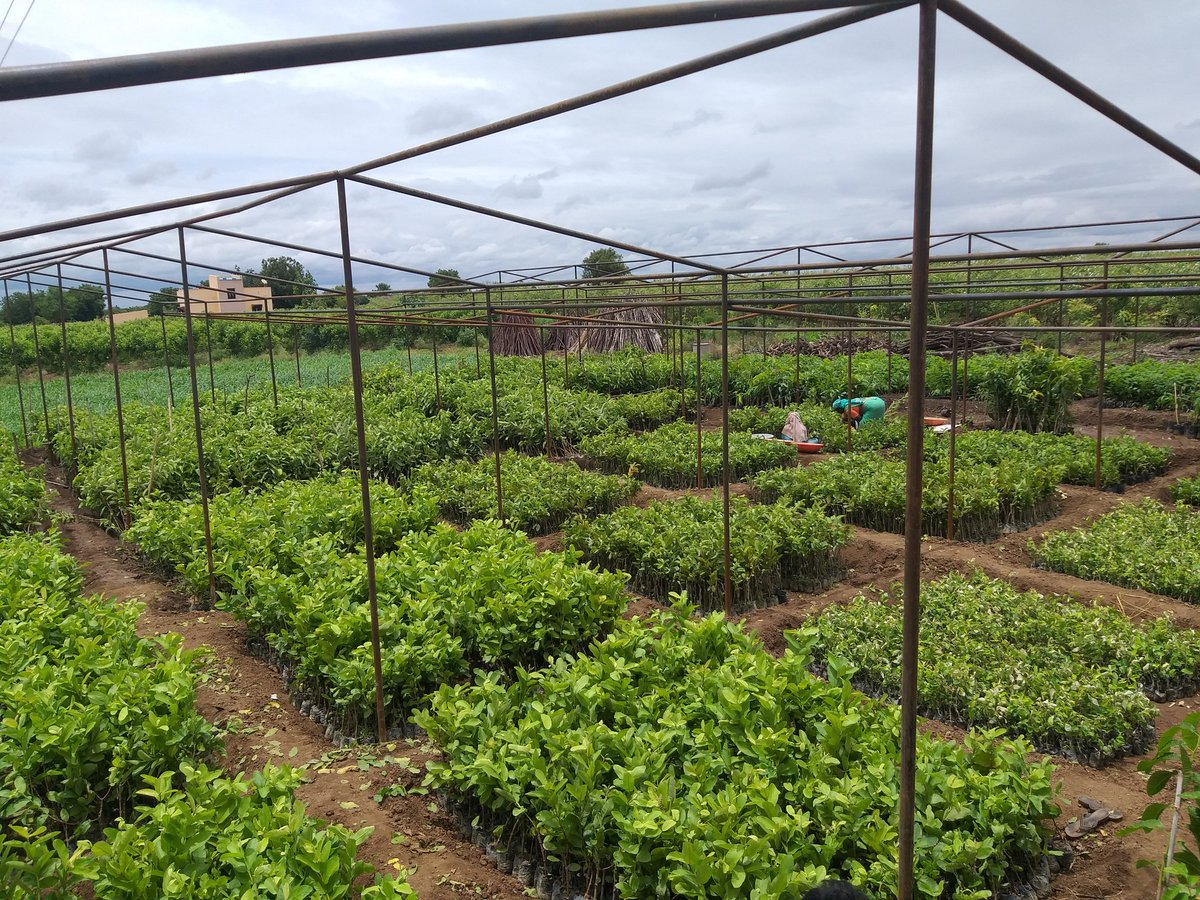 FarmRukmini's tweet photo. You want any fruit plant..???  Yes we r here for you😍😍 visit us,,,choose us,,beauty of every fruitplot is ready for u..🌱☘ https://t.co/f7QU3JXUnd