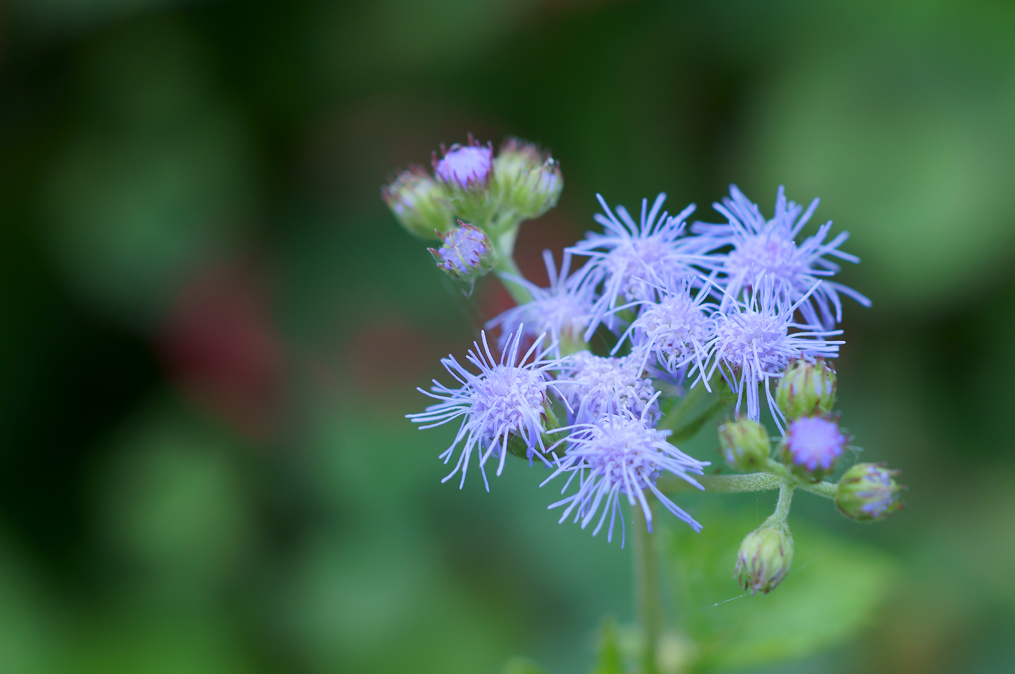 ユーパトリウム Twitter Search Twitter