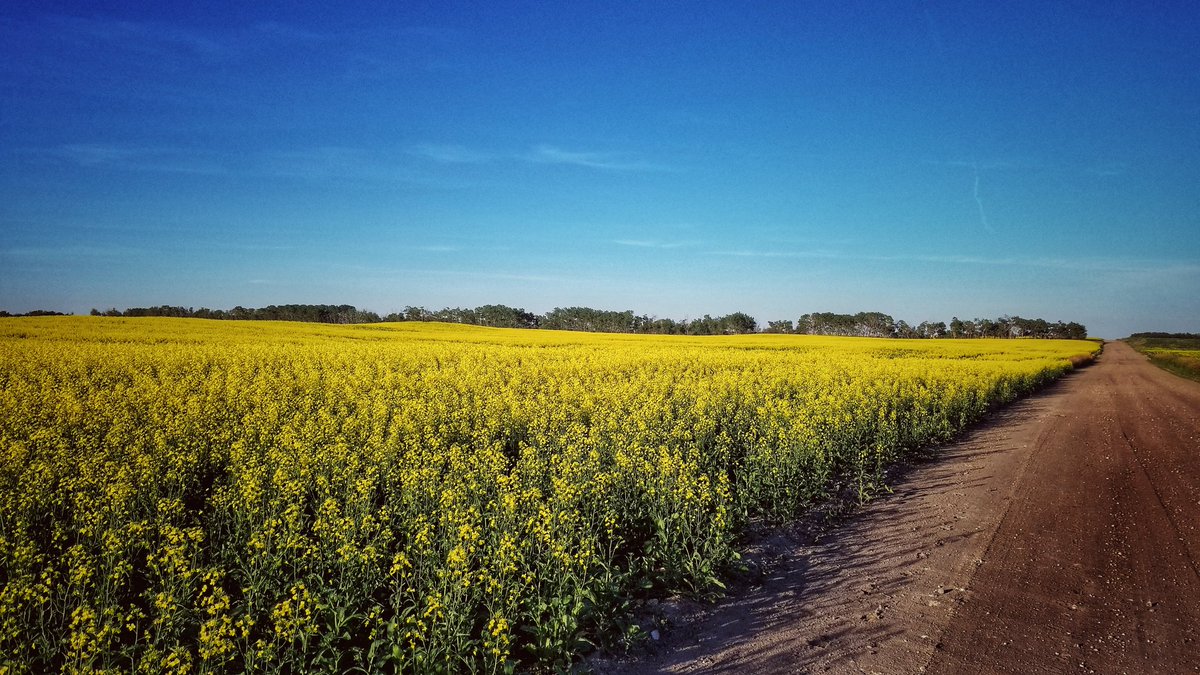 Maurina_K's tweet photo. Beautiful evening for a 10km bike ride with my Dad. FYI, I slowed him down! ๐คญ
#Canola is looking great! #CdnAg #Saskatchewan #PrairieViews #StillAFarmGirlAtHeartโค๏ธ https://t.co/DrfiOIh6Ao