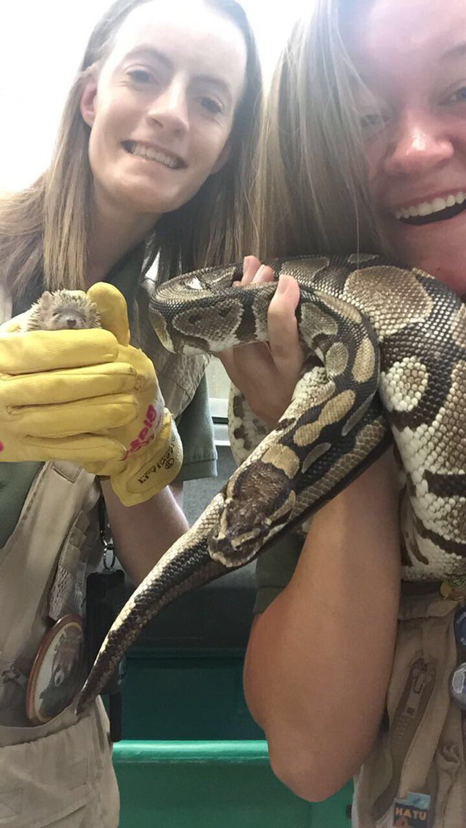 Hello and welcome! To All About Snakes with Safari Sam! In honor of today, July 16th, being  #worldsnakeday, here’s an educational thread about sssneaky lil sneks