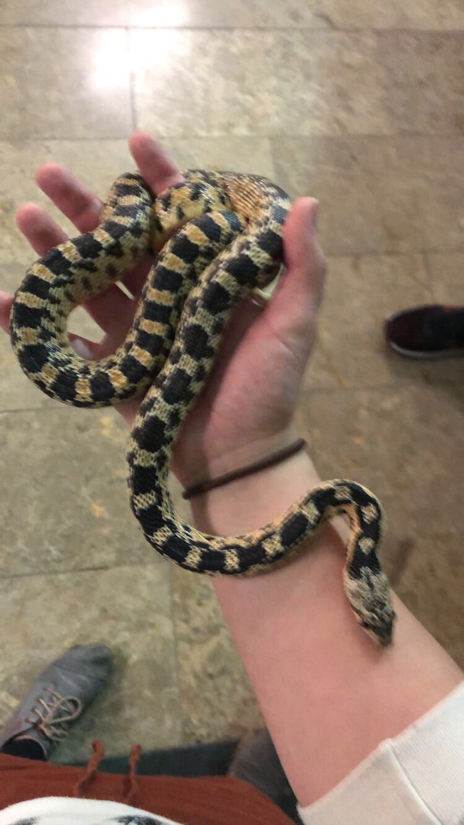 Another sort of myth: poisonous vs venomousWhen I’m using them as an educational tool to teach and show the public, a lot of people ask if the particular snake I’m holding is poisonous. Snakes aren’t poisonous, but some do have venom! (But not the ones I hold)