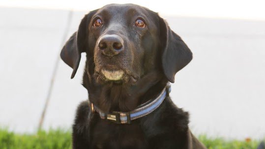 ODMP's tweet photo. #k9down K9 Bonnie, University of Nevada Reno Police Department (Nevada), EOW 7/16/2020 @uofnevadapolice ODMP K9: https://t.co/P29VRFVYgg #odmpk9 https://t.co/JTVR4iqbLo