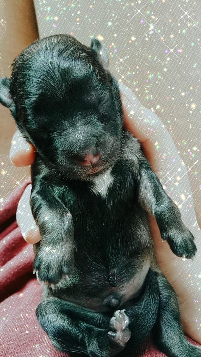 shai064's tweet photo. 071120❤
New Member of the Family 💕 https://t.co/kwzGPhGpjE