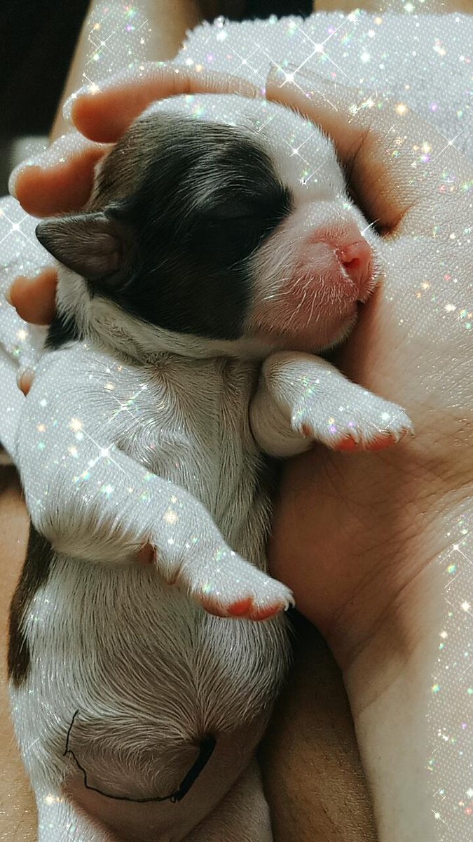 shai064's tweet photo. 071120❤
New Member of the Family 💕 https://t.co/kwzGPhGpjE