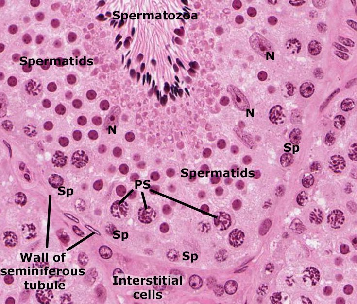 Interstitial Cells Histology