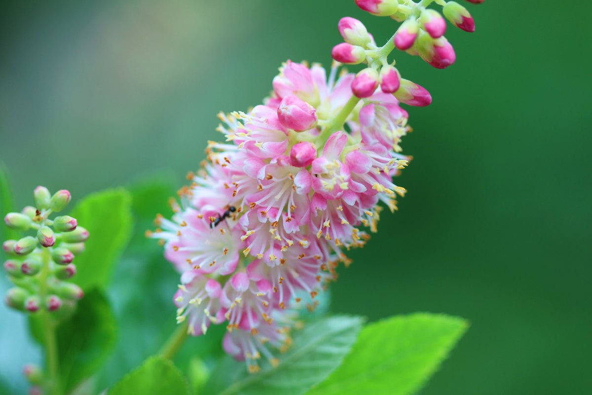 アメリカリョウブ Hashtag V Twitter