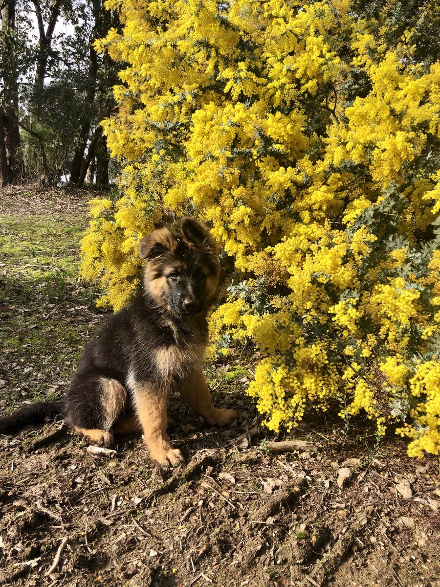 Our favourite time of the year 🐶🐾💛 #beautiful girl #puppy love #Wattle #nearlyspring