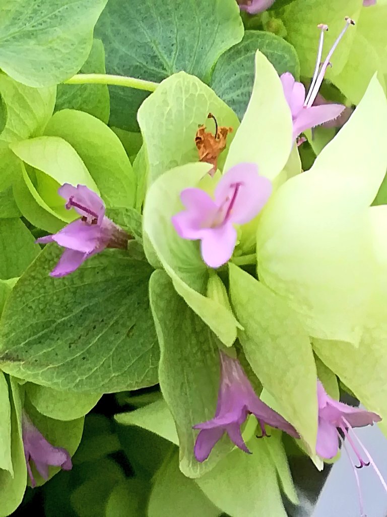 オレガノケントビューティー