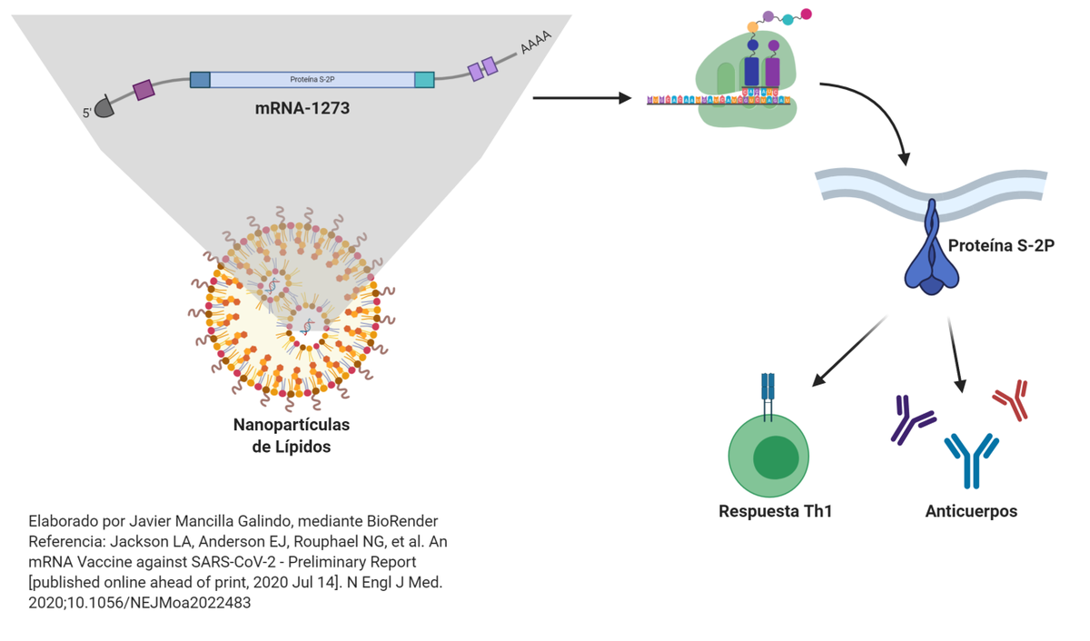 Javimangal's tweet photo. Se publicaron en #NEJM los resultados preliminares del estudio de fase 1 de una vacuna de #mRNA contra #COVID19. El análisis completo acá: https://t.co/wyxymmgaF1 https://t.co/KtS6eXqjkD
