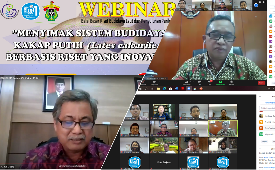 bpmkp_buleleng's tweet photo. Webinar BBRBLPP #3 dengan topik: Menyimak Sistem Budidaya Kakap Putih (Lates calcarifer) berbasis Riset yg Inovatif. Acara dibuka secara resmi oleh plt. Kepala Pusat Riset Perikanan Dr. Bambang Suprakto, A.Pi, S.Pi, M.T @brsdm_kp @kkpgoid @sjariefwidjaja @puslatluhkp @bsuprakto https://t.co/5PuETAI2kI