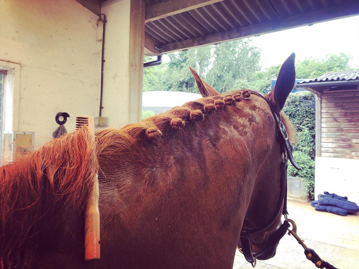 DassettEventing's tweet photo. Now weβre no detectives here π΅οΈββοΈ but 4.30 β° alarm .... travel boots out .... strange knots in the mane ....... we might just be .....GOING EVENTING ππππ±π±π€π€!!!
.
#letsgoeventing #teamde https://t.co/9l7JrU4zeu