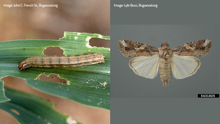 planthealthaust's tweet photo. Plant Health Australia has received $600,000 from the Australian Government to prepare Australia to manage fall armyworm by coordinating research priorities and projects with government, industry and researchers. 

More: https://t.co/zzXZcZvH4S 

@D_LittleproudMP @DeptAgNews https://t.co/eKWE2cVxD5
