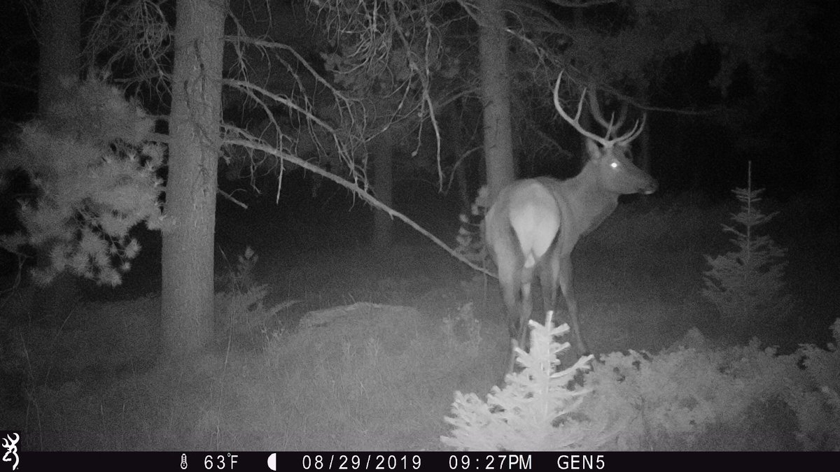 game_cameras's tweet photo. More elk on my Browning game camera 
#elk #elkhunting #browningtrailcameras #browning #gamecaneras #trailcam #trailcameras #bullelk #wildlife #bullelkhunting https://t.co/BgGcoQYmHw
