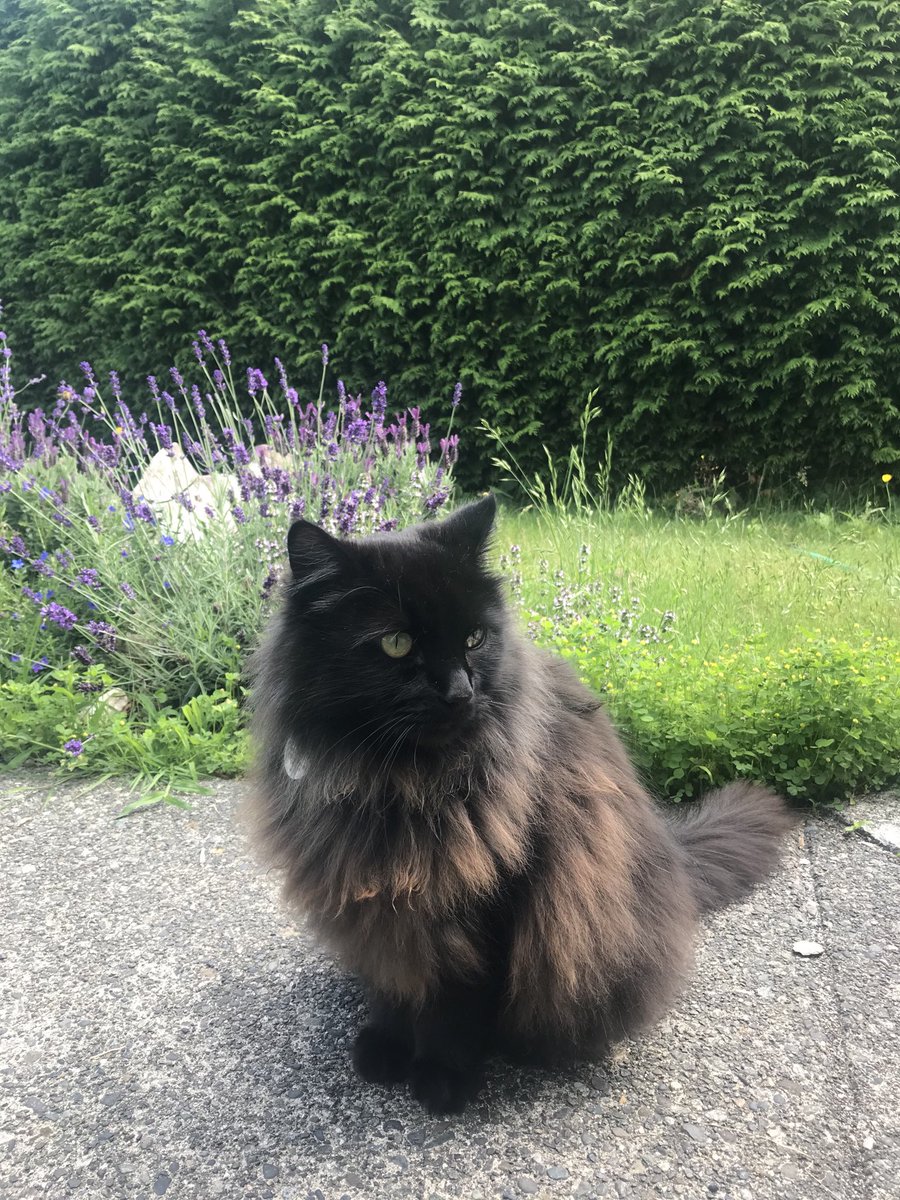 Doctortheheale1's tweet photo. Good night everyone ๐ค I had a long day chased and devoured dragonflies from the yard today โจโฅ๏ธ #CatsOfTwitter #besthunter #blackcat #ragdoll #therapy #healer #nonviolence #kittycat #cutekiller #catnip #yestodrugs #doctor #thehealer https://t.co/Jax38g2fPL