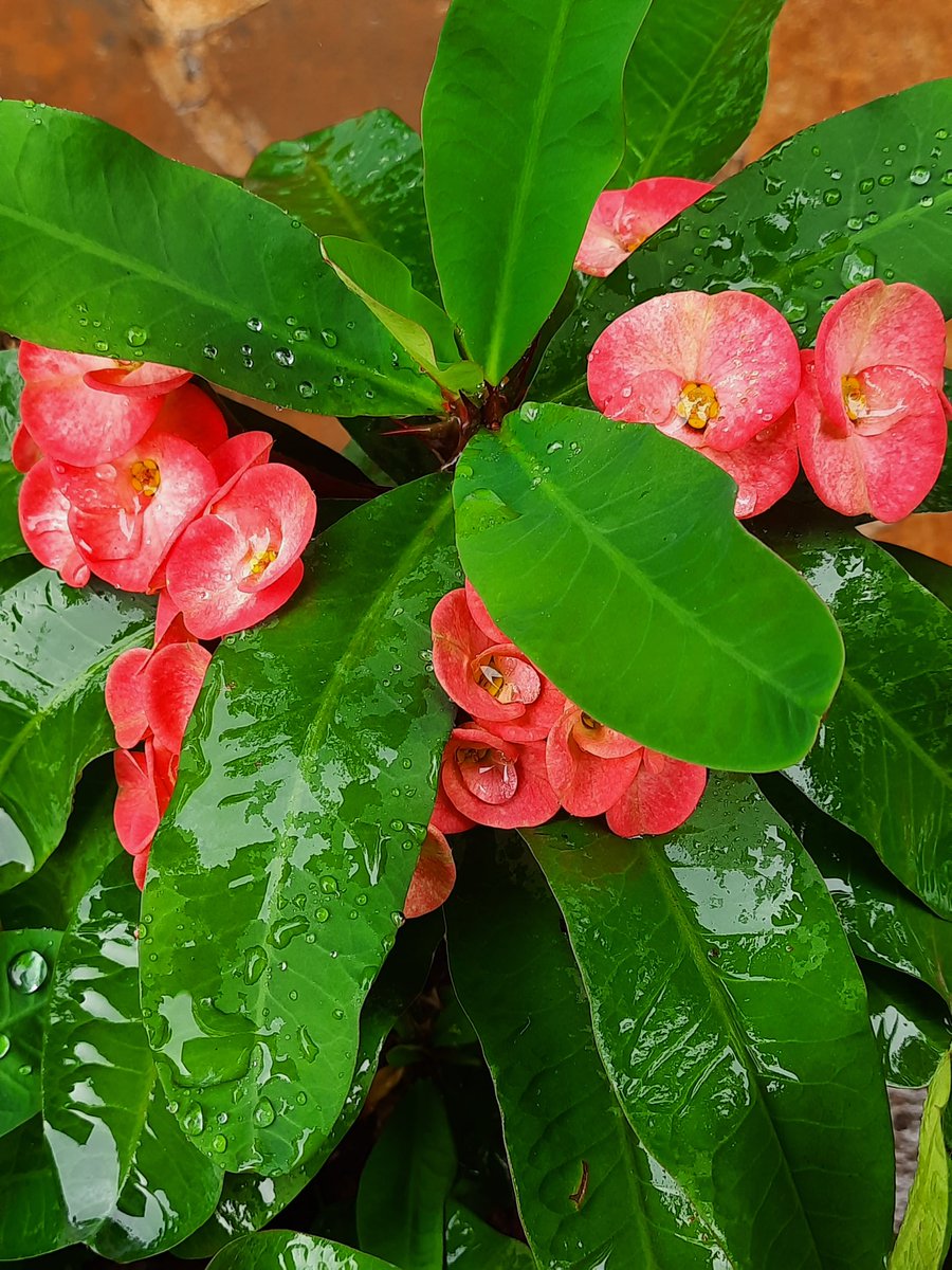 Pinky83996650's tweet photo. 🎶Good morning tweeps!!🎶
Sharing pics of flowers, I dont know the names of, but they are beautiful all the same!!
Have a #fabulousfriday folks!!😊🌻 https://t.co/m3JcmLxxNy