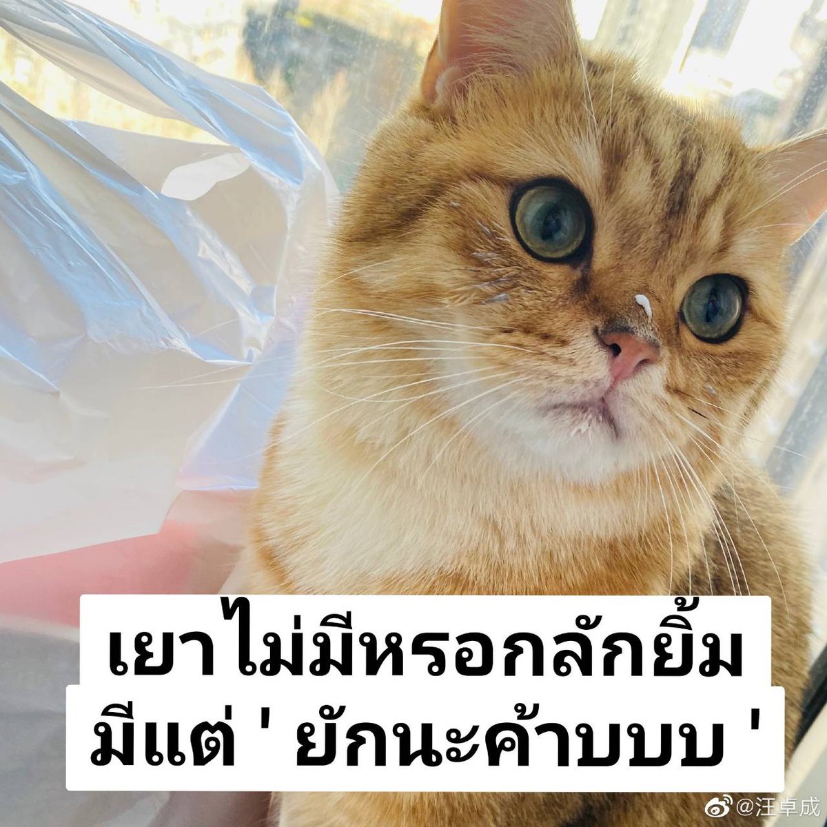 Kuancheng_cp's tweet photo. สวัสดีวัน​ศุกร์​💙🧡

🌊 : เกอไม่มีหรอกครับลักยิ้ม

#ถุงกาวควานเฉิง
#ควานเฉิง #ควานเกอเฉิงจื่อ #KuanCheng #宽成以待 https://t.co/OI1qboXlSn