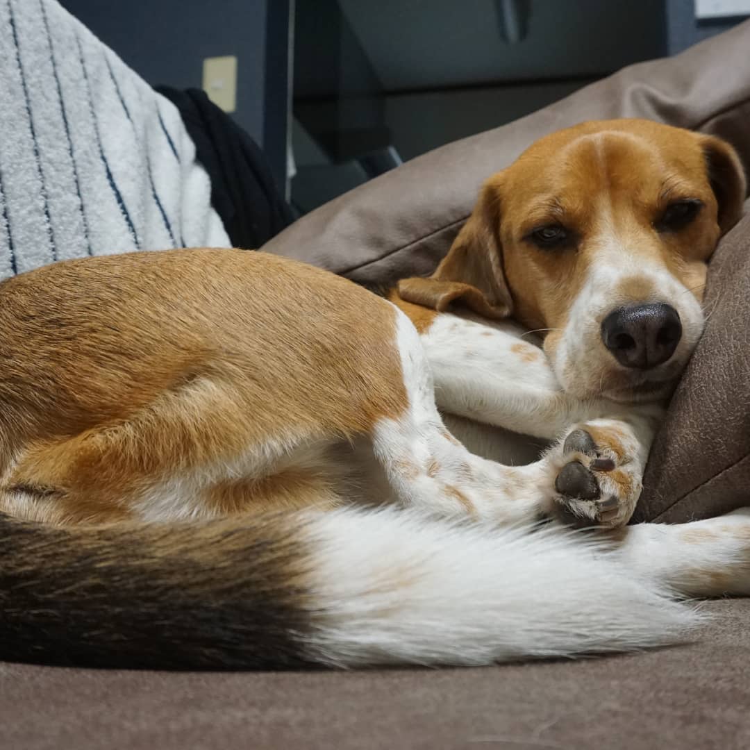 かとうりえ 雨だぁ 黒柴 柴犬 ビーグル 犬 Shibainu Beagle Dog A5100 Sonya5100 かとうりえ 雨だぁ 黒柴 柴犬 ビーグル 犬 Shibainu Beagle Dog A5100 Sonya5100