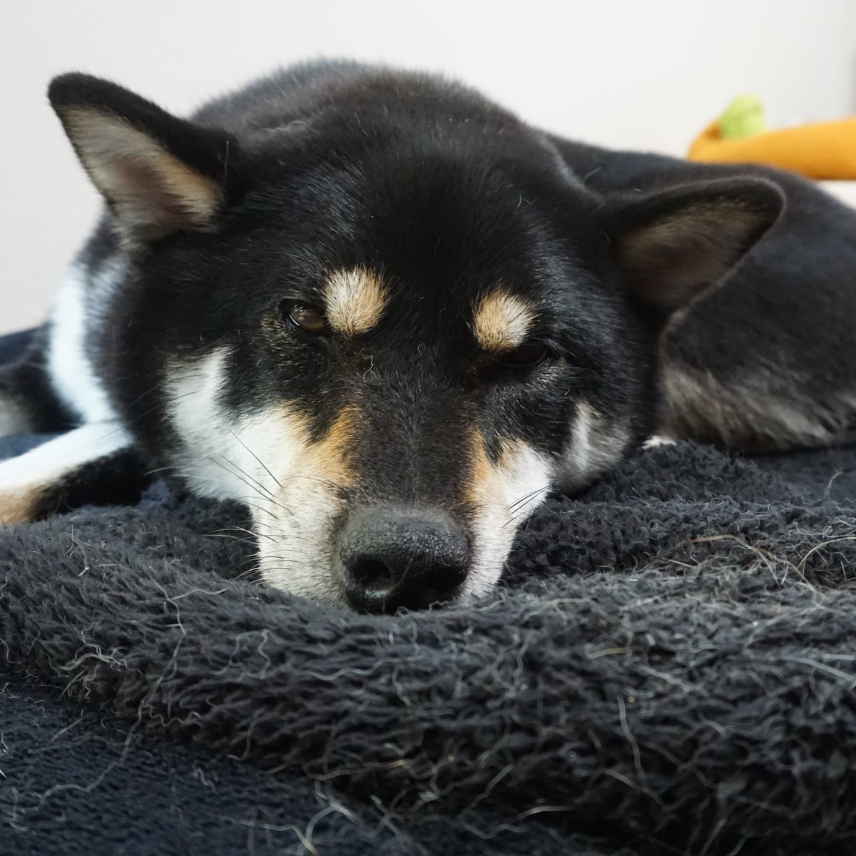 かとうりえ 雨だぁ 黒柴 柴犬 ビーグル 犬 Shibainu Beagle Dog A5100 Sonya5100