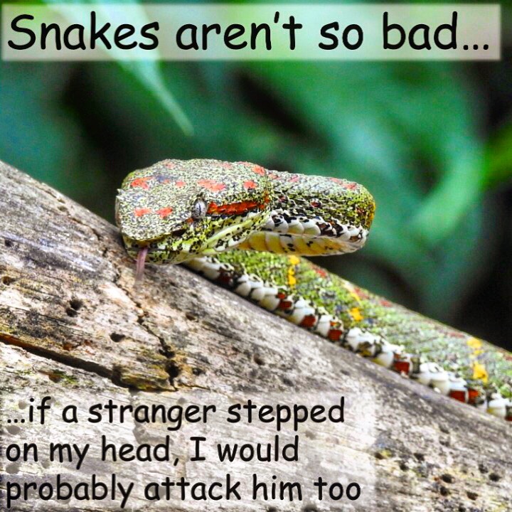 He Likes Pit Vipers Nemo Bubbles Meme Generator