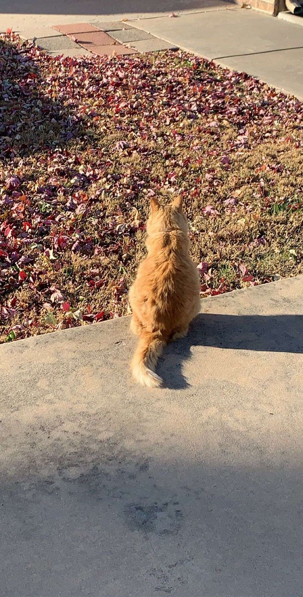 averypotato's tweet photo. Rest easy Theo - I'm allergic to you and although I avoided you like the plague I admired you from a distance. Hopefully you're tearing holes in my convertible top in the after life. https://t.co/481MmqBngU