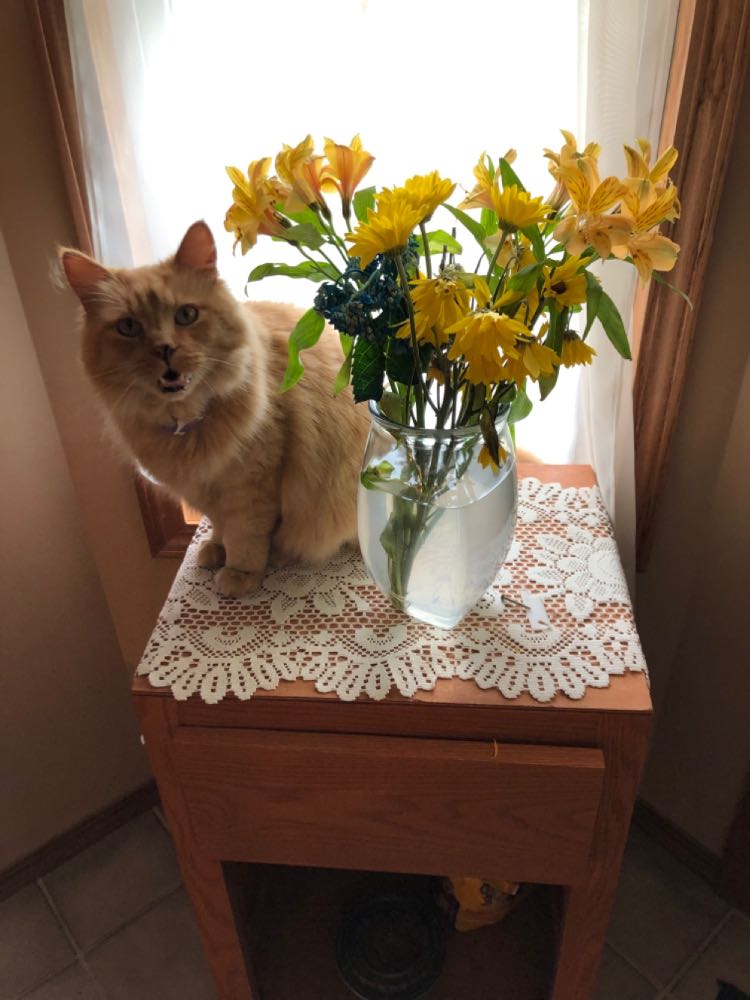 averypotato's tweet photo. Rest easy Theo - I'm allergic to you and although I avoided you like the plague I admired you from a distance. Hopefully you're tearing holes in my convertible top in the after life. https://t.co/481MmqBngU
