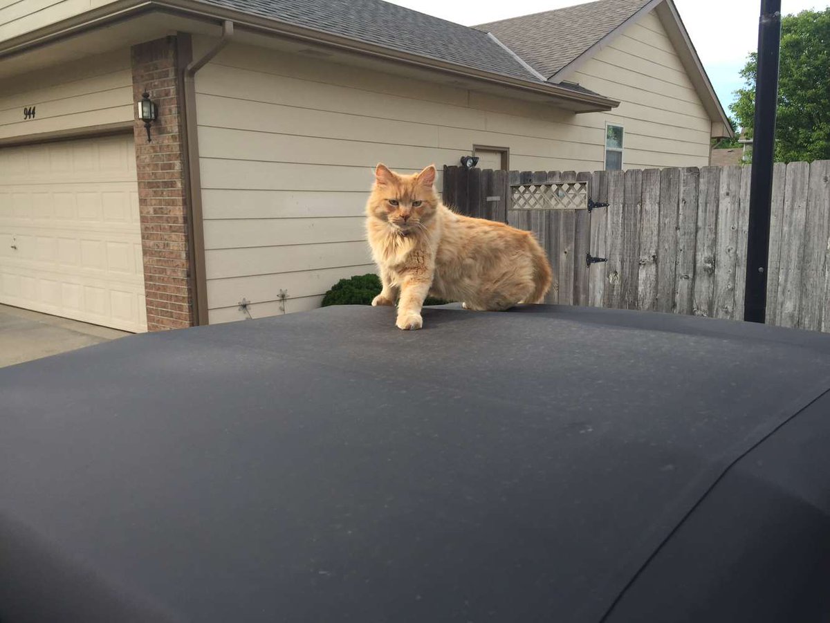 averypotato's tweet photo. Rest easy Theo - I'm allergic to you and although I avoided you like the plague I admired you from a distance. Hopefully you're tearing holes in my convertible top in the after life. https://t.co/481MmqBngU