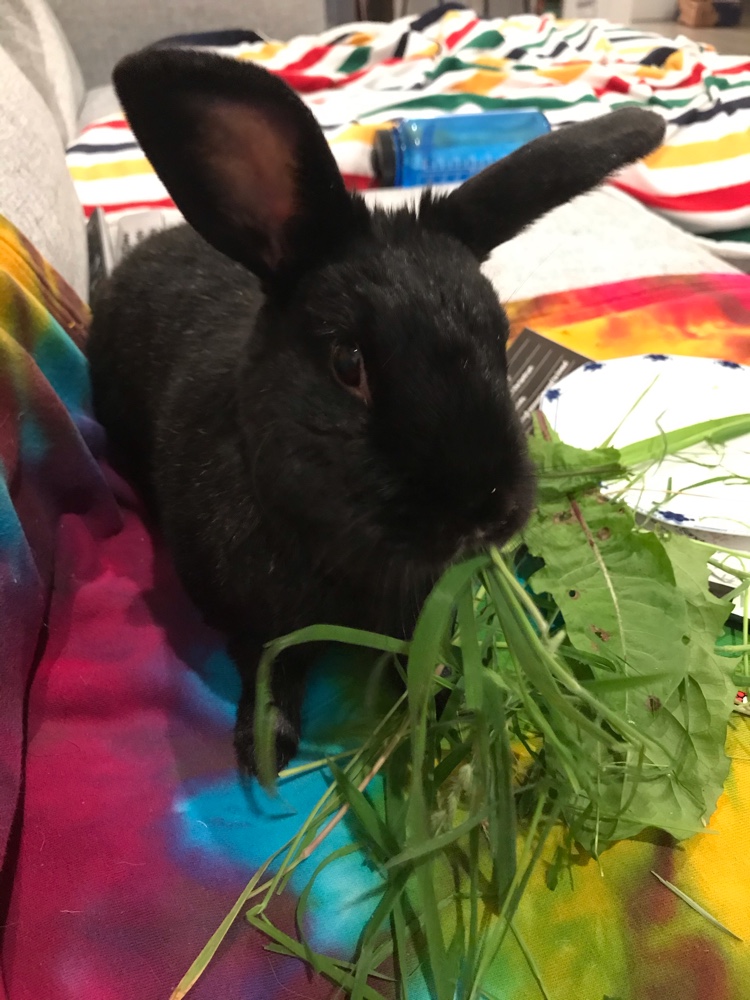 rabbitfriendly's tweet photo. #ResQwalked 3.15mi in support of @rabbitrescue ! #adoptabun #vaxvsRHD2 #lovemeforlife #beautifulblackbunny #munchingmeadowgrass https://t.co/l651hNjWyg