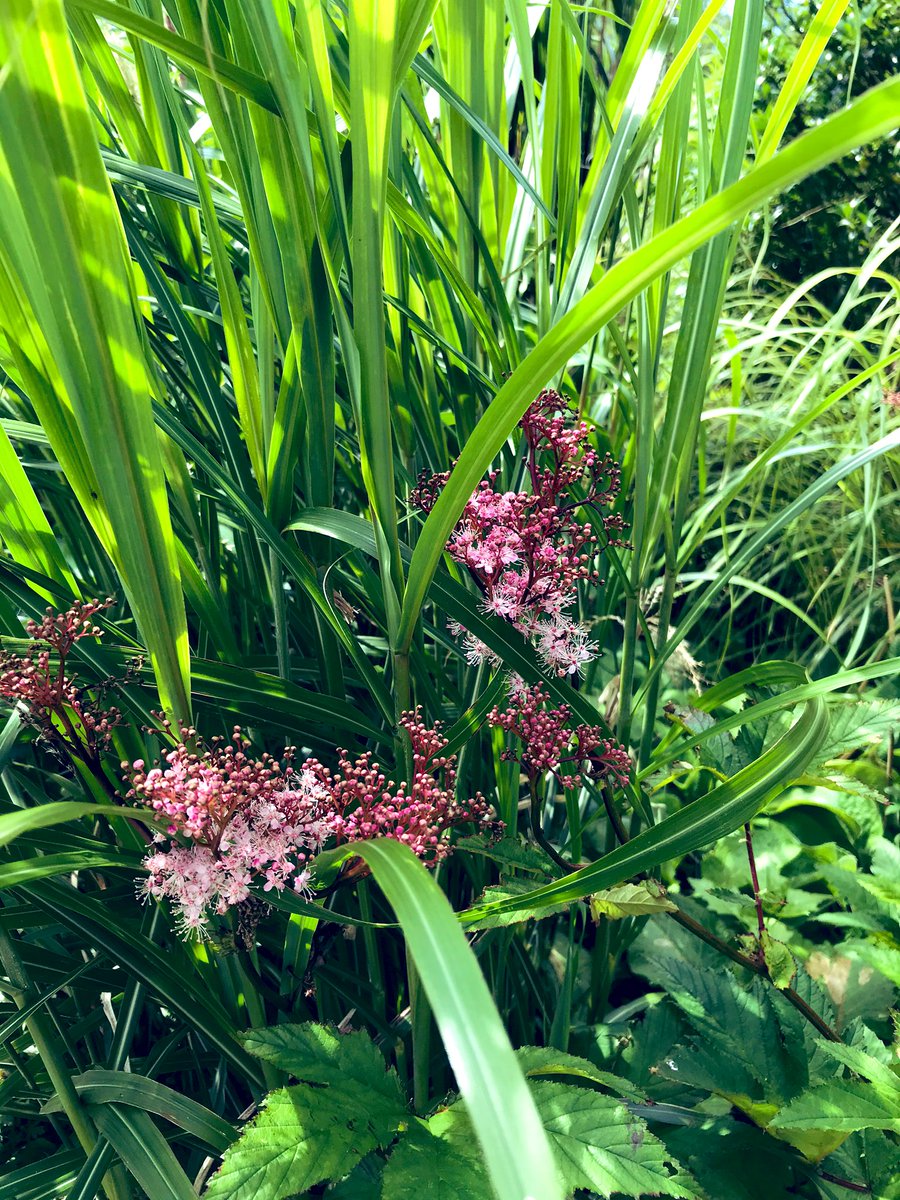TheWorcsGarden's tweet photo. ❤️fluffy pink flowers of #queenoftheprairie swaying in the 🌟grasses border,smelling gorgeous too😊 -settled well
#Filipendula #rubra #Venusta #meadowsweet #GrassBorder #GrassBeds #prairiestyle #TallPerennials #CottageGarden #CountryGarden #Pembrokeshire #ThePembrokeshireGarden https://t.co/rSZkeIIeIi