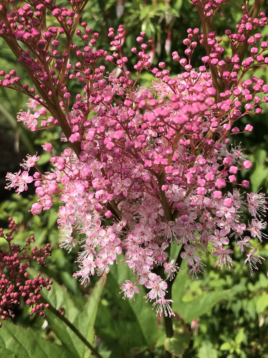 TheWorcsGarden's tweet photo. ❤️fluffy pink flowers of #queenoftheprairie swaying in the 🌟grasses border,smelling gorgeous too😊 -settled well
#Filipendula #rubra #Venusta #meadowsweet #GrassBorder #GrassBeds #prairiestyle #TallPerennials #CottageGarden #CountryGarden #Pembrokeshire #ThePembrokeshireGarden https://t.co/rSZkeIIeIi