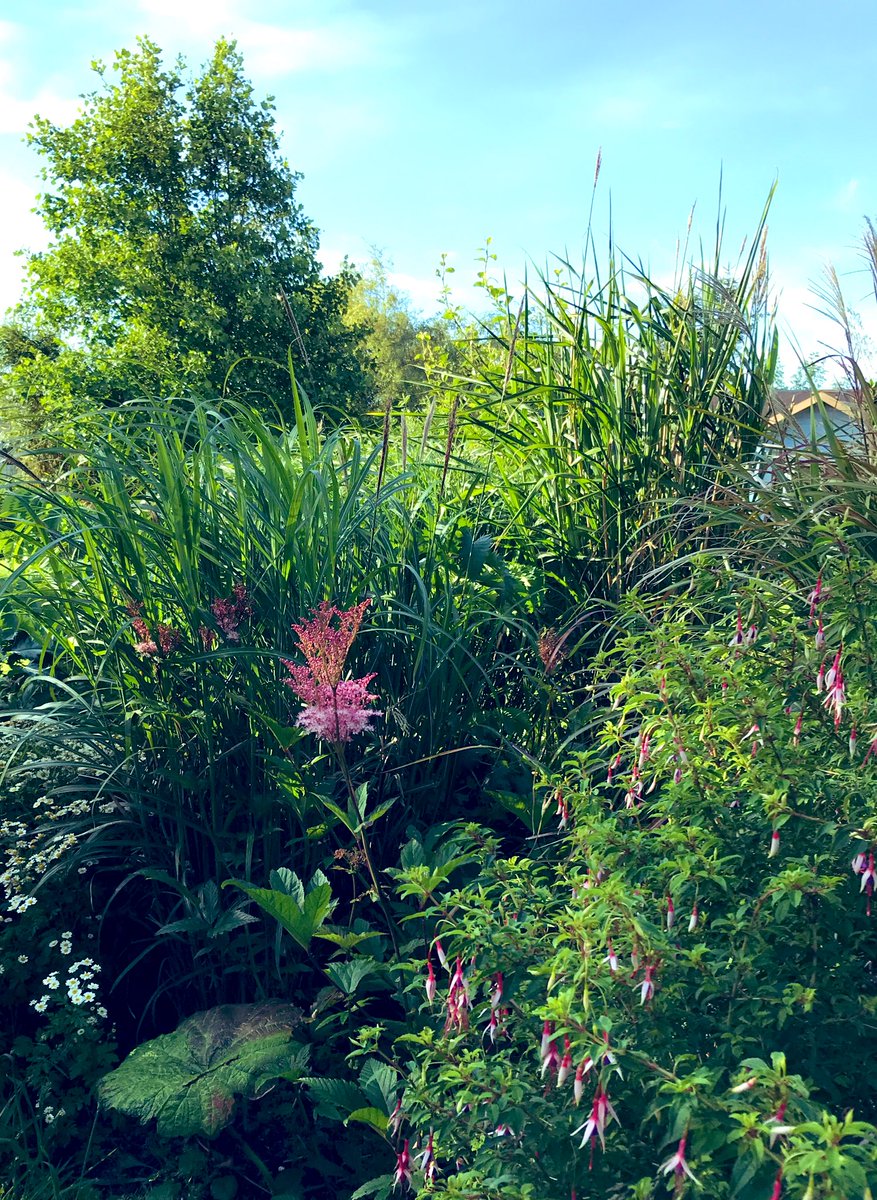TheWorcsGarden's tweet photo. ❤️fluffy pink flowers of #queenoftheprairie swaying in the 🌟grasses border,smelling gorgeous too😊 -settled well
#Filipendula #rubra #Venusta #meadowsweet #GrassBorder #GrassBeds #prairiestyle #TallPerennials #CottageGarden #CountryGarden #Pembrokeshire #ThePembrokeshireGarden https://t.co/rSZkeIIeIi
