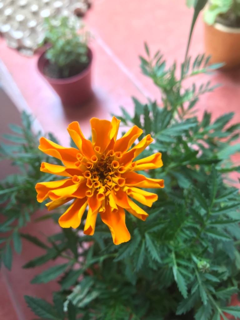 my marigold is starting to bloom! its so bright...like doritos nacho cheese