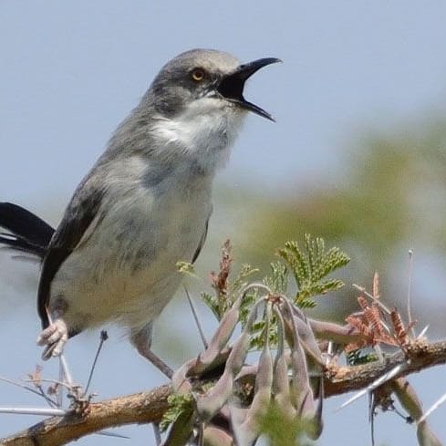 #TheKaramojaapalis (Apalis karamojae) is a species of bird in the family of cisticolidae
#Visituganda #Twitcher #Birding #Birdwatching #Karamojaapalis #UgandaBirdingsafaris #Africanwildlife #Birdsofuganda #BirdsofEastAfrica #Tours #Safaris #KidepoNationalPark #MountainMoroto