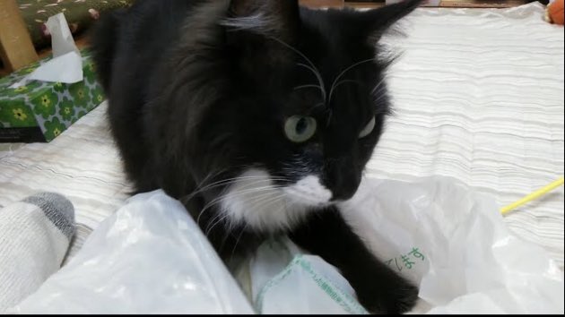 PecoPecotv's tweet photo. ペコちゃん🐾レジ袋が大好きにゃん😺 https://t.co/DJgUSP5Bhi
 #猫 #ねこ #猫大好き #猫好き #猫のいる暮らし #猫動画 #ノルウェージャン #ノルウェージャンフォレストキャット #ノルウェー https://t.co/Jgu7ew6KQG