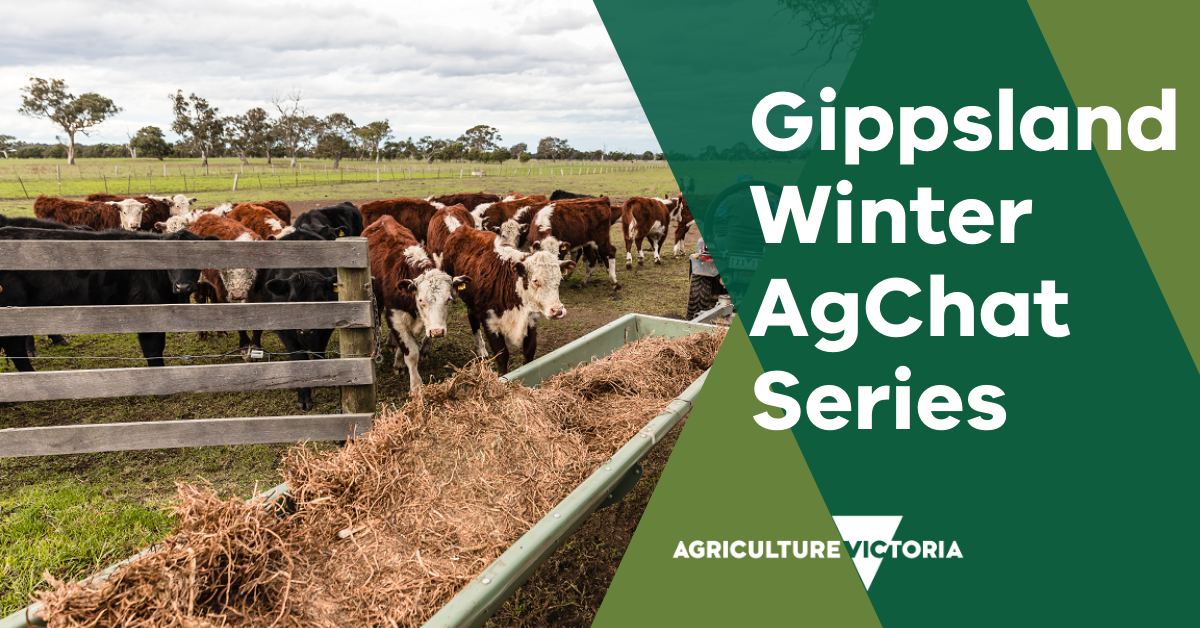 VicGovAg's tweet photo. Gippsland fire and drought affected farmers – join the Winter Ag Chat Series. Starts Tues 21 July, 7pm with ‘Animal health – what to be on the lookout for in winter and spring’. Online  
https://t.co/EwE46VJ5wO or call (03) 9070 6482 and enter the PIN 166 784 8383. #vicdryseasons https://t.co/vfuveNKVlI