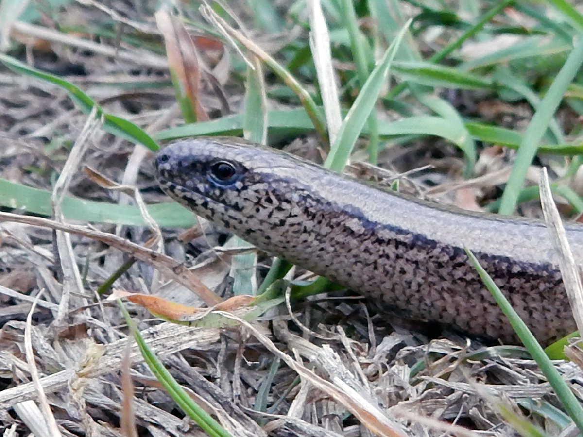 MarcEHJones's tweet photo. Saw a slow worm basking in the local park yesterday. It didn't seem bothered that it was #WorldSnakeDay | #Squamata #Anguidae #Anguisfragilis #lizard #NotASnake #Ealing #London | https://t.co/2kd9kZ8Rq3