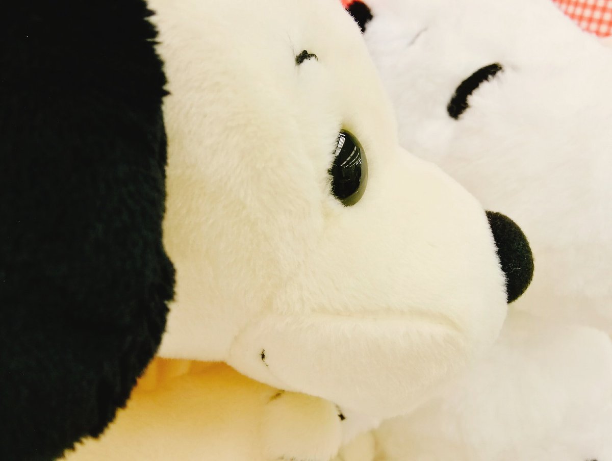 竹宝商会 文具店 على تويتر 初期 1950年代 スヌーピーのぬいぐるみが到着しました くたくた のふわふわで ぽってりとしたシルエットがたまらない 現在のスヌーピーと比べてみると わんちゃん要素強めです スヌーピー Snoopy セキグチ ぬいぐるみ