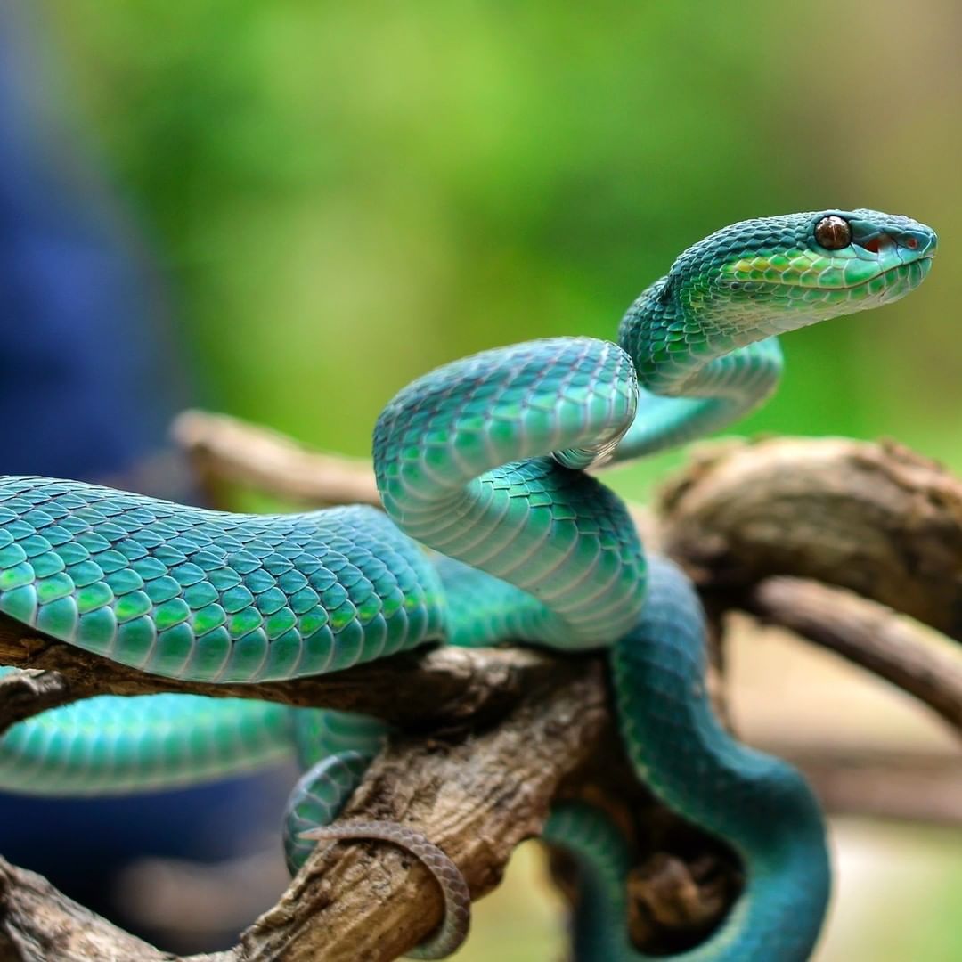 MbabaziHilary's tweet photo. About yesterday's: World Snake Day on July 16th urges increased awareness of the wide variety of species around the world and the need to always protect these misunderstood creatures of Mother Nature 💙💚💯 @NPCA #nadinekeys #SimonKeys #SiouxsieGillett @CSCsnaketweet https://t.co/n6XGJvxeqJ