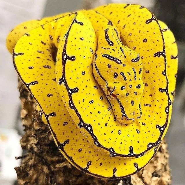 MbabaziHilary's tweet photo. About yesterday's: World Snake Day on July 16th urges increased awareness of the wide variety of species around the world and the need to always protect these misunderstood creatures of Mother Nature 💙💚💯 @NPCA #nadinekeys #SimonKeys #SiouxsieGillett @CSCsnaketweet https://t.co/n6XGJvxeqJ