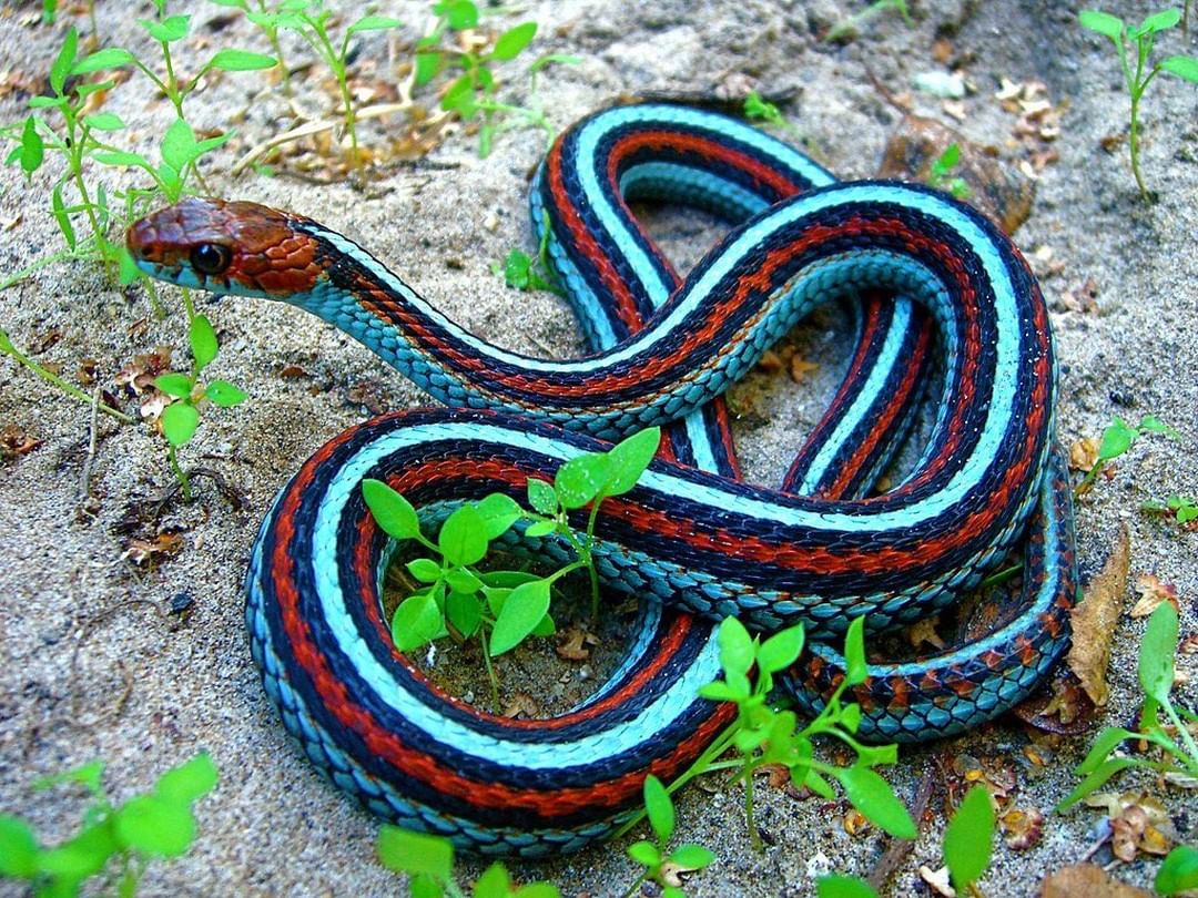 MbabaziHilary's tweet photo. About yesterday's: World Snake Day on July 16th urges increased awareness of the wide variety of species around the world and the need to always protect these misunderstood creatures of Mother Nature 💙💚💯 @NPCA #nadinekeys #SimonKeys #SiouxsieGillett @CSCsnaketweet https://t.co/n6XGJvxeqJ