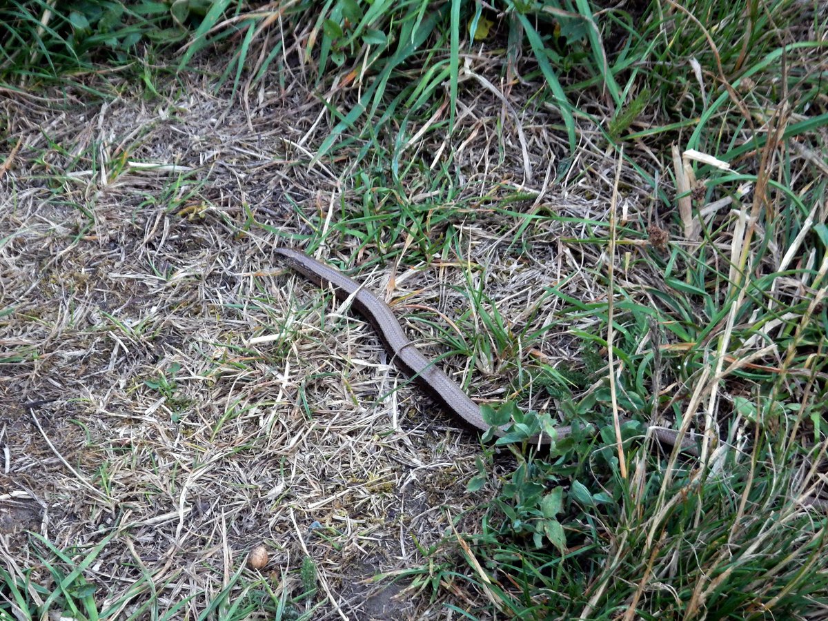 MarcEHJones's tweet photo. Saw a slow worm basking in the local park yesterday. It didn't seem bothered that it was #WorldSnakeDay | #Squamata #Anguidae #Anguisfragilis #lizard #NotASnake #Ealing #London | https://t.co/2kd9kZ8Rq3