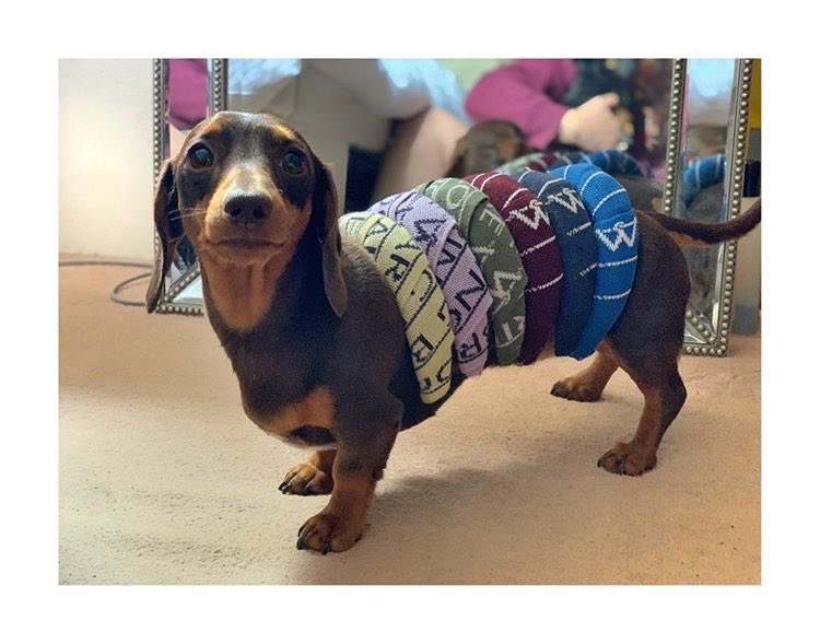 WaringBrooke's tweet photo. When your hairband stand is your sausage dog 🌭🐶#waringbrooke #dog #sausagedog #doggo #dogwithstyle #hairband https://t.co/hOaj8Rqgtv
