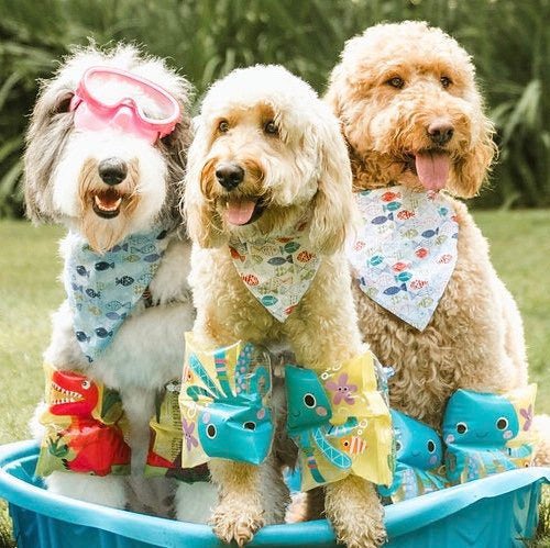 Three Spoiled Dogs tweet media