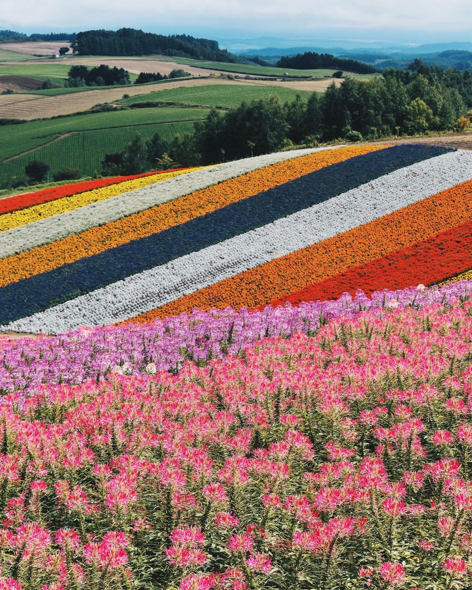 Hokkaido Island of Japan is largely untouched and like rest of the country, it is gifted with some incredible scenery. Their huge flower gardens, are at their peak from summers to autumn.
#hokkaido
<a href="/Visit_Japan/">Visit Japan</a> <a href="/visithokkaido/">Hokkaido Treasure Island Travel</a>