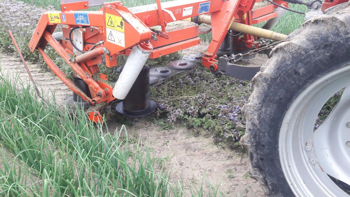 Tijd voor de grote verhuizing van natuurlijke vijanden kweek in de Phacelia. Project #FABilousFarmers