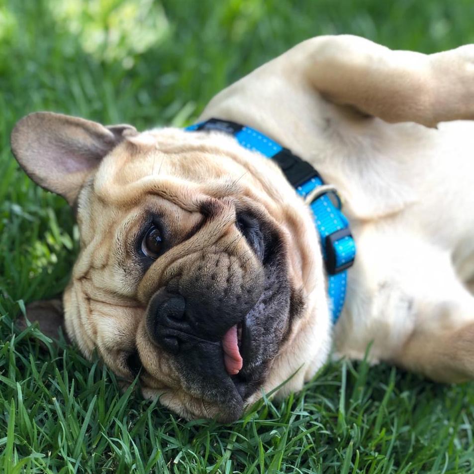 jacarandafm's tweet photo. LISTEN: Do you live in the Johannesburg area? Help us in assisting a Joburg family find their beloved Bulldog Harvey. 

Details: https://t.co/HlEaBzN6jY
@MartinBester https://t.co/LWX9fMskyN