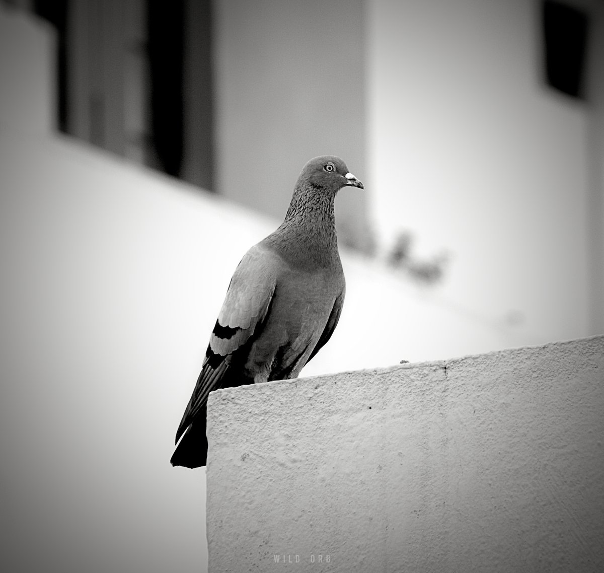 WildOrbOfficial's tweet photo. Location: Chennai, India
Photographer: Imran Ahmedh KR
Camera: Canon 5D Mark iv
Lens: Canon 70-200 f2.8 IS ii

#Pigeon #Dove #Nature #Bird #Birds #Birdlovers #Birdphotography #COVID19 https://t.co/aEtJERXoez